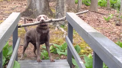 dawgz > society! dawgz > society!