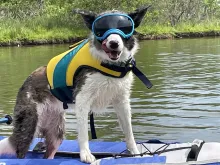 Doggo rafting day sailing strong!