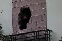 Koukaki Squat
