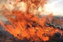 UK: Wildfires will begin: An interview with Toby Shone